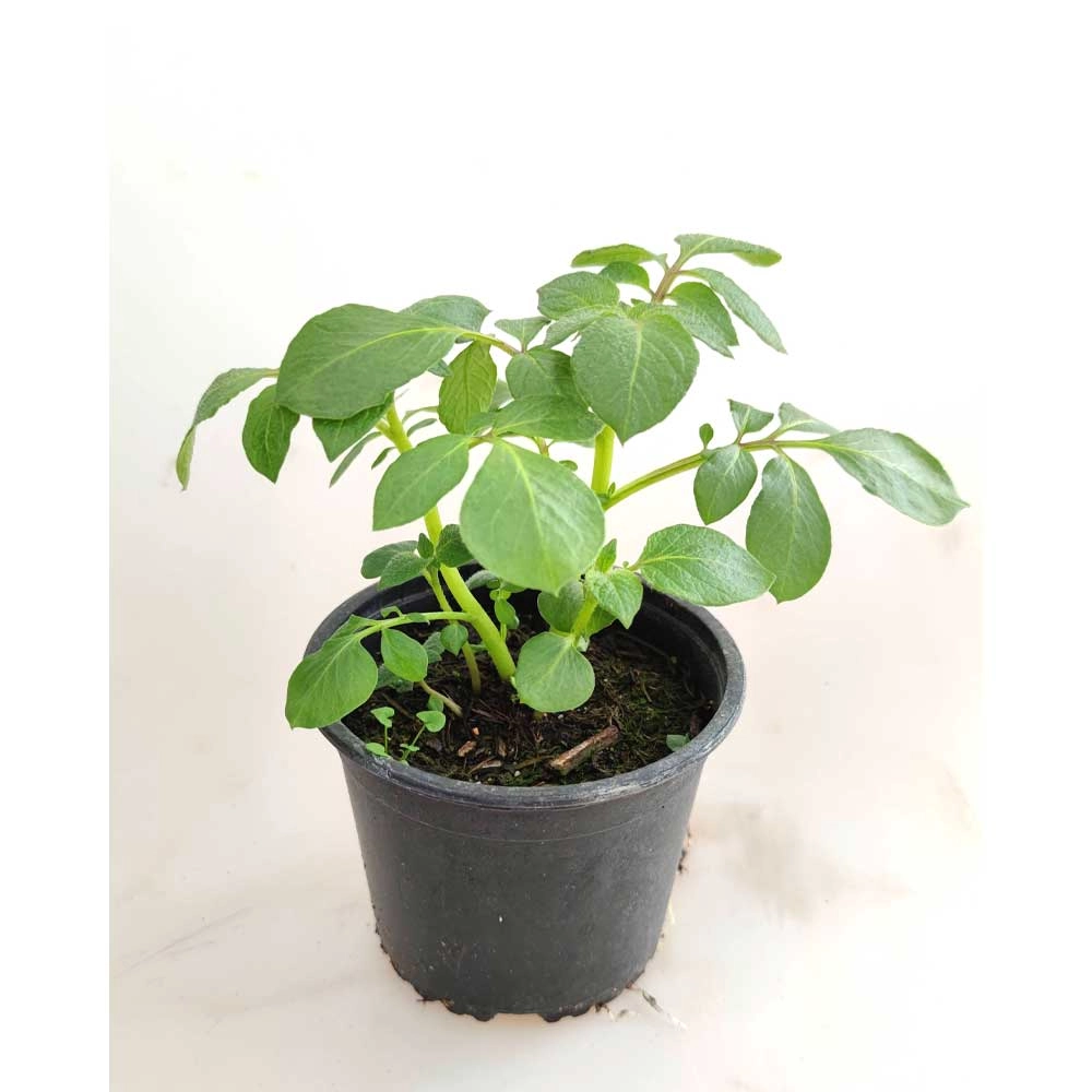 Aardappelplant / Blauwe Donau - 1 plant in pot