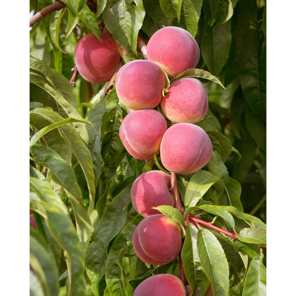 Pfirsich / Fruit Me® Peach Me Red - 1 Pflanze im Topf