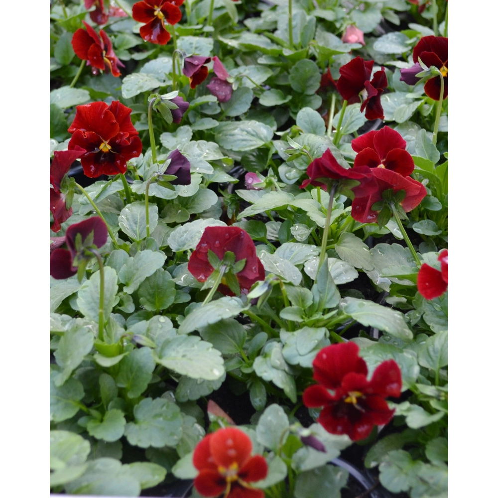 Pansy - Dark Red / Viola - 1 plant in pot