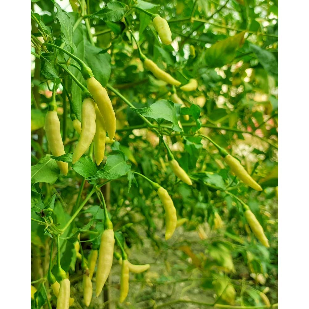 Poivron - Vectura® Yellow - 3 plants en motte