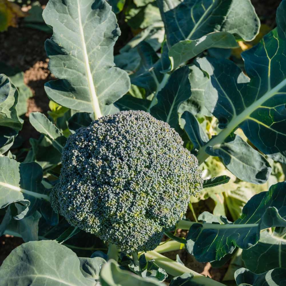 Broccoli / Calabrese - 100 seeds