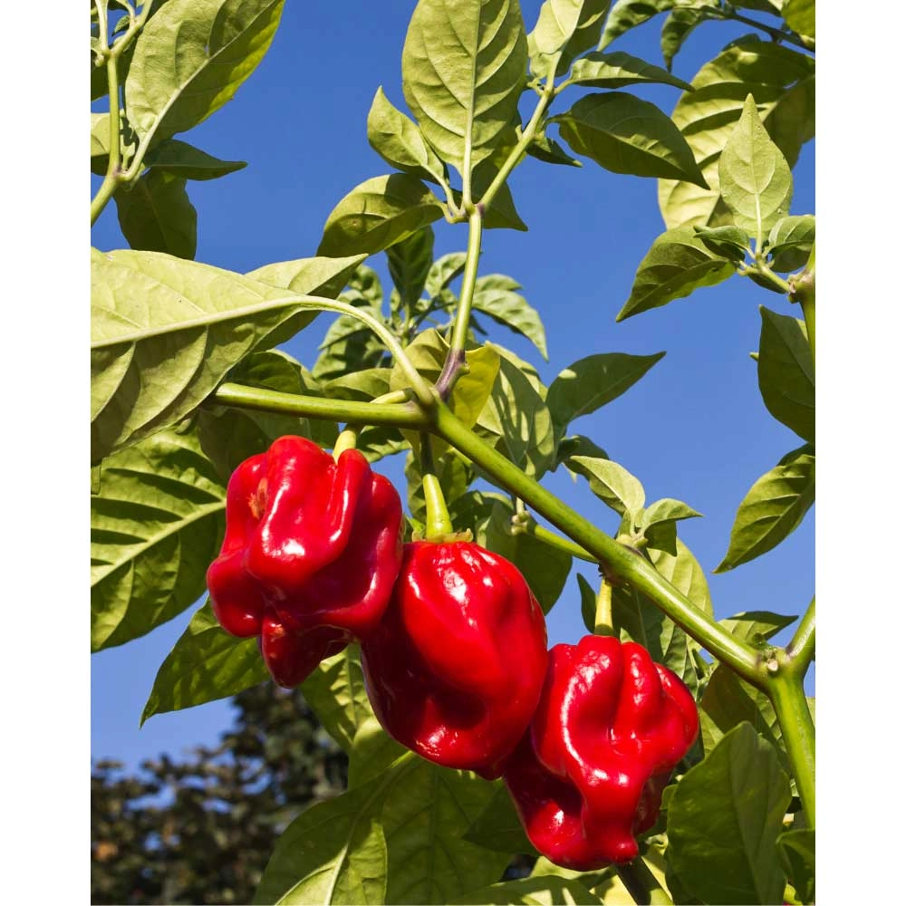 Chili / Habanero - Calita® Red - 3 plants en motte