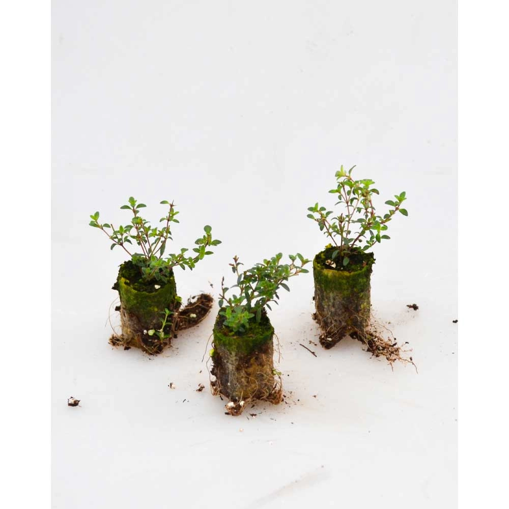 Akkertijm / Kruipend Rood - Thymus praecox - 3 planten in kluit