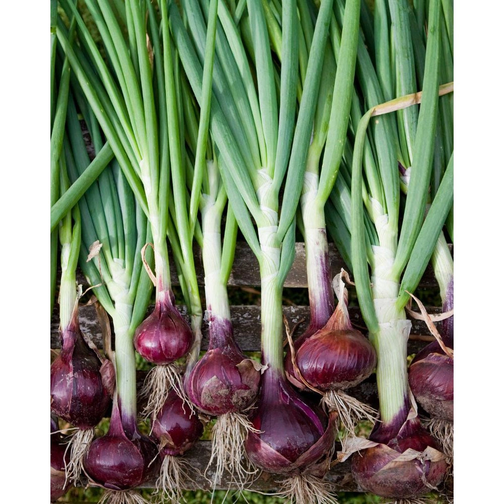 Vegetable onions / Brunswick dark blood red - 12 plants