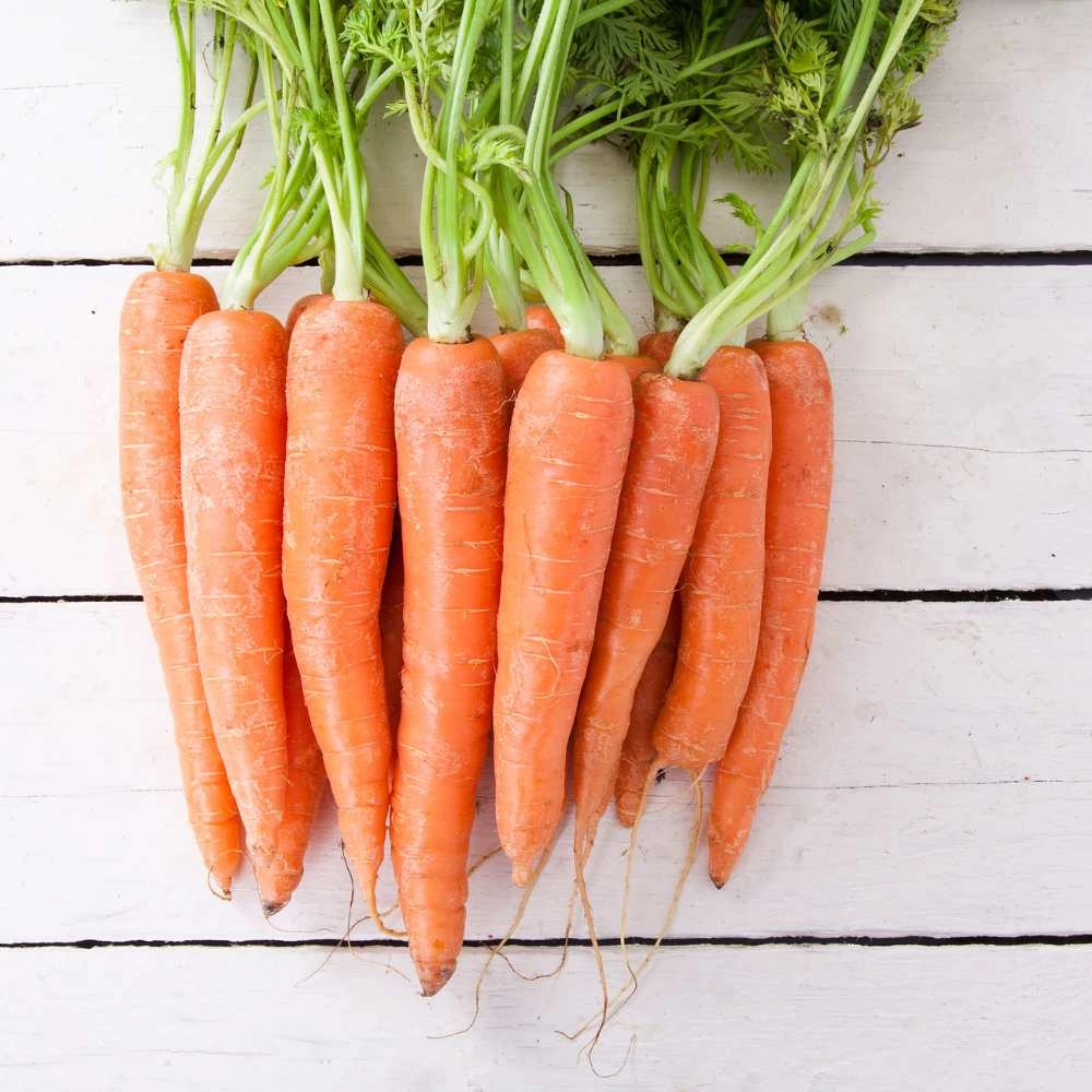 Carrot, Carrot / Amsterdam 2 - 500 seeds