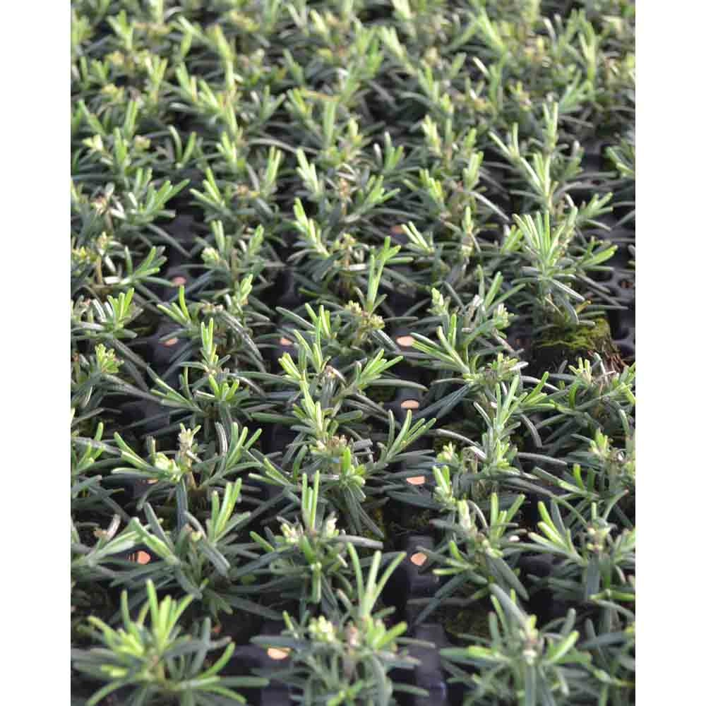 Rosemary / Riviera Compact - Rosmarinus officinalis - 3 plants in root ball