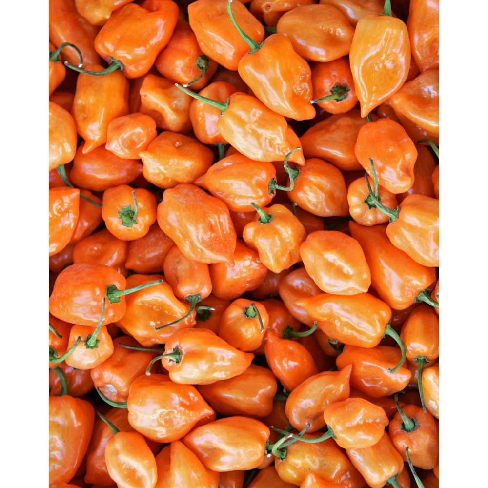Chili / Habanero - Calita® Orange - 3 plants en motte