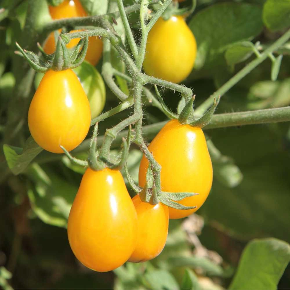 Cocktail Tomato / Yellow Pearshaped - 30 seeds