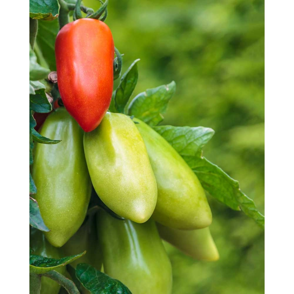 Tomate charnue / Corne des Andes - 3 plants en motte