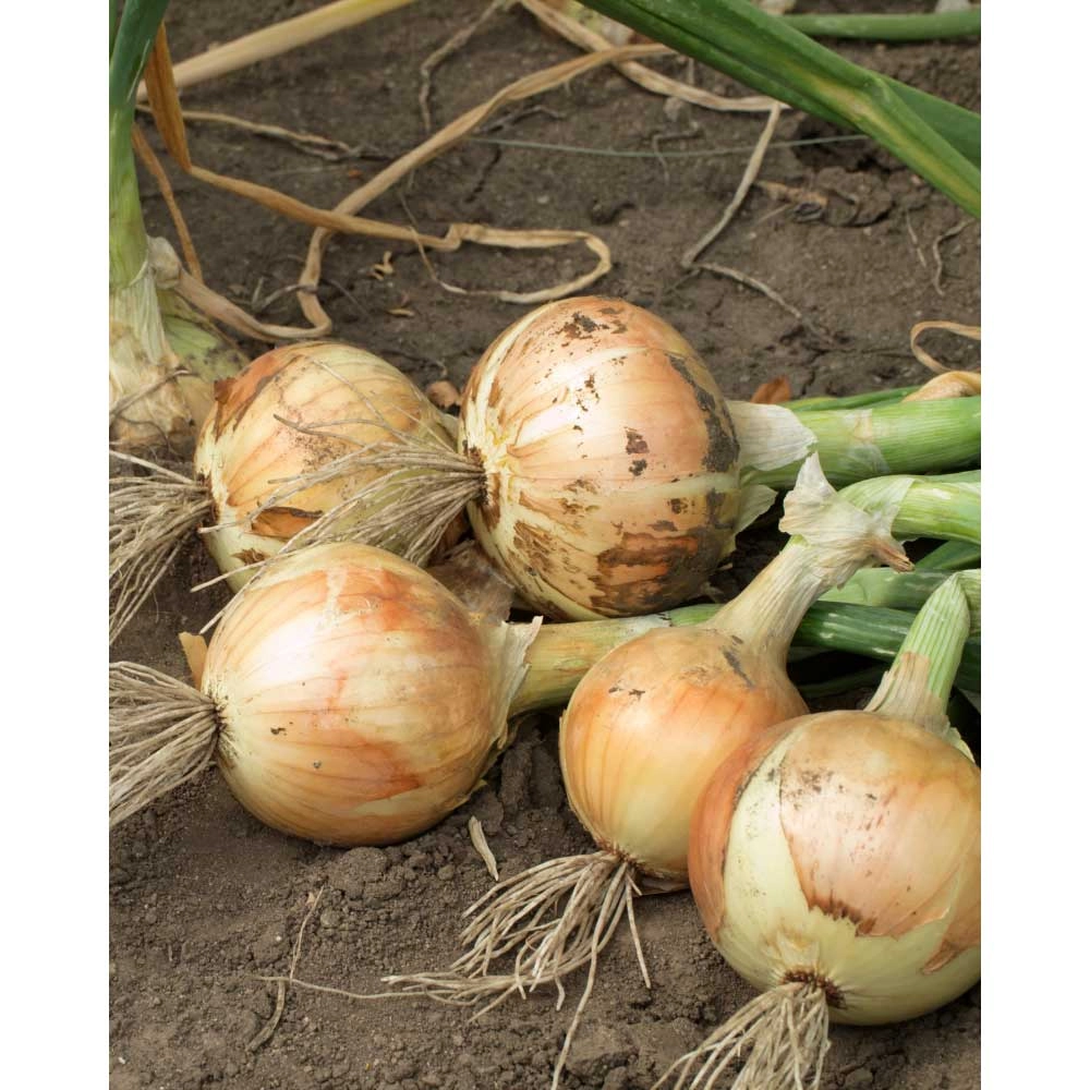 Cebollas vegetales / Ailsa Craig - varias cantidades