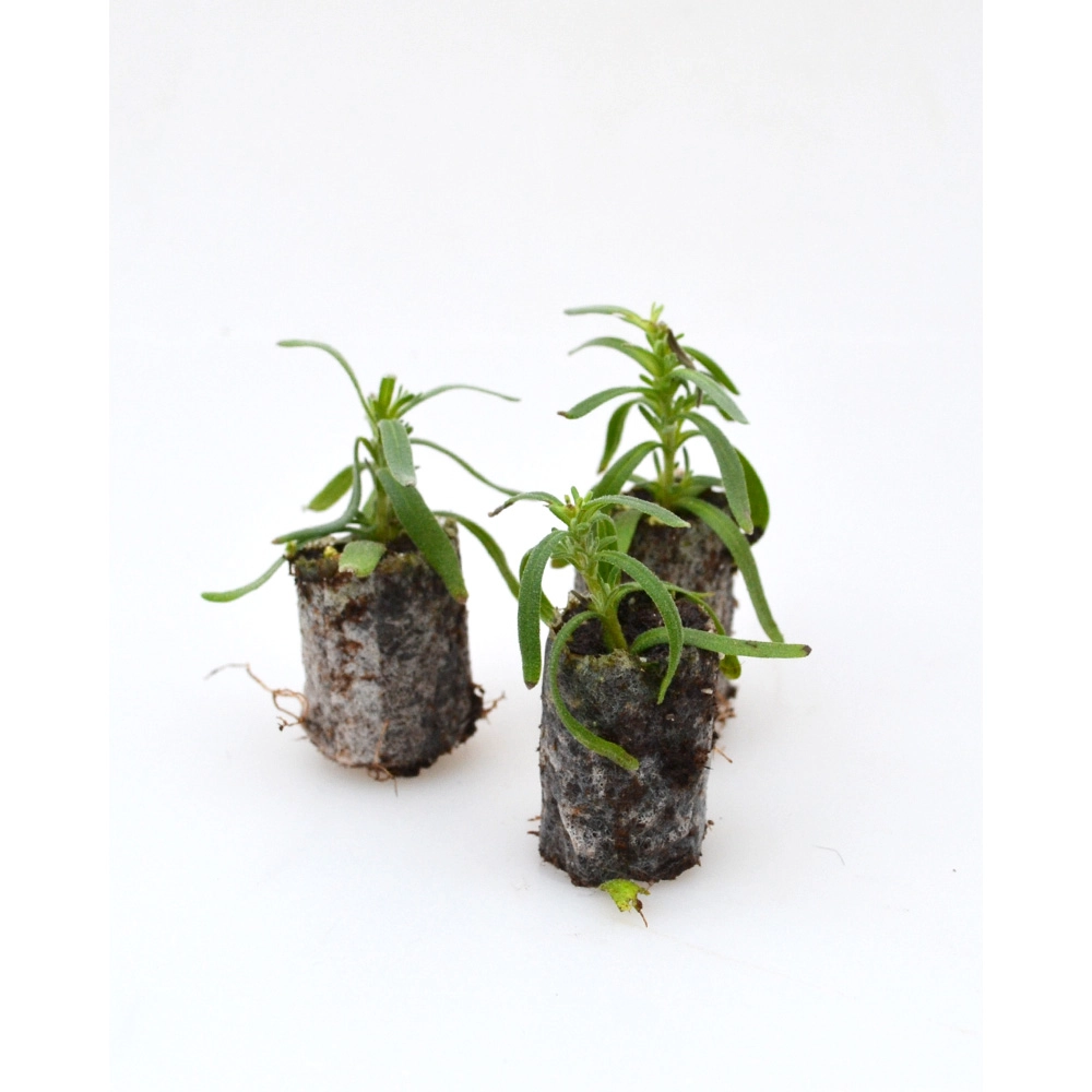 Lawenda / Ellagance Snow - 3 rośliny w bryle korzeniowej