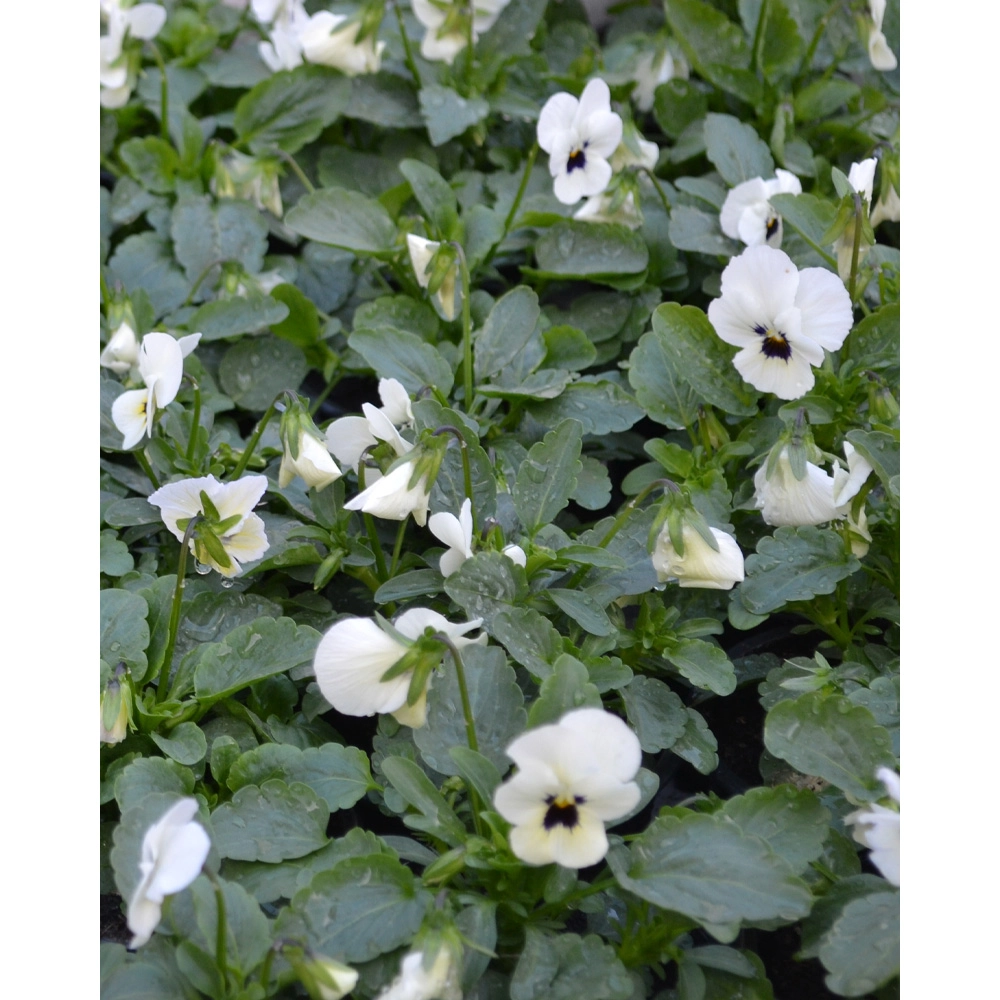 Stiefmütterchen - Weiss / Viola - 1 Pflanze im Topf