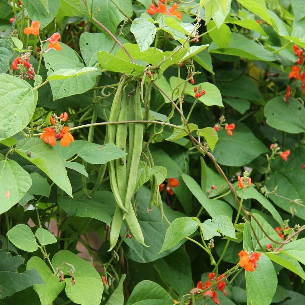 Broad bean / fire bean / red-flowering bean - 30 seeds