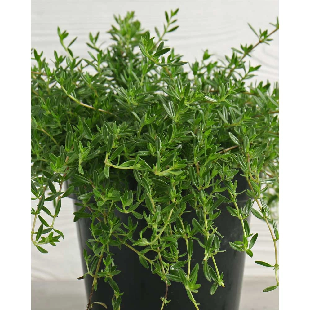 Thym champêtre / Creeping Red - Thymus praecox - 3 plantes en motte