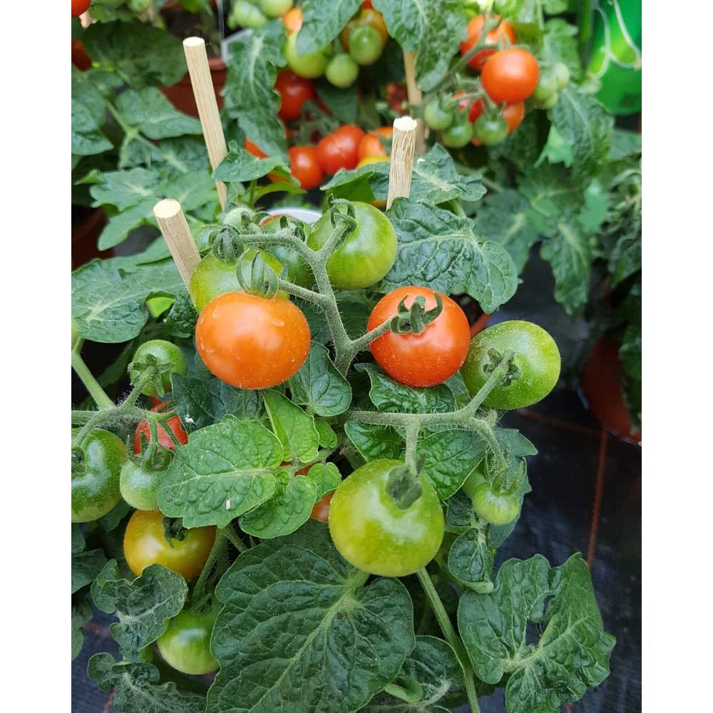 Pomidor balkonowy / Summer Pearls® F1 - 3 rośliny w bryle korzeniowej
