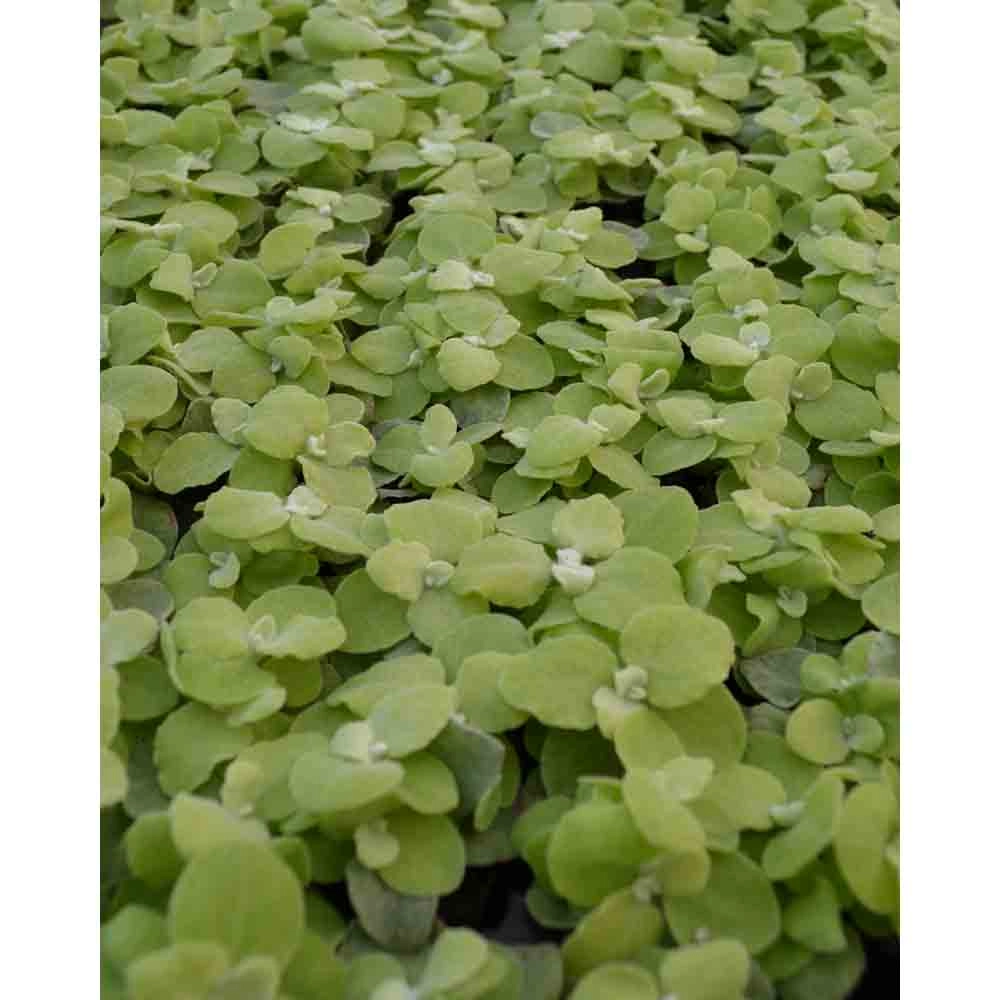 Curryweed - Gold / Helichrysum petiolare - 3 rośliny w bryle korzeniowej