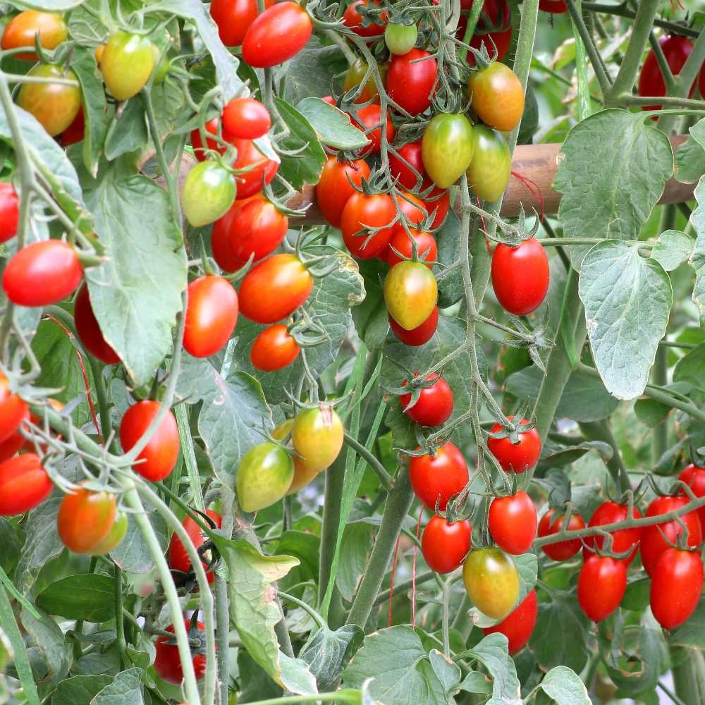 Bush tomato / Roma - 30 seeds