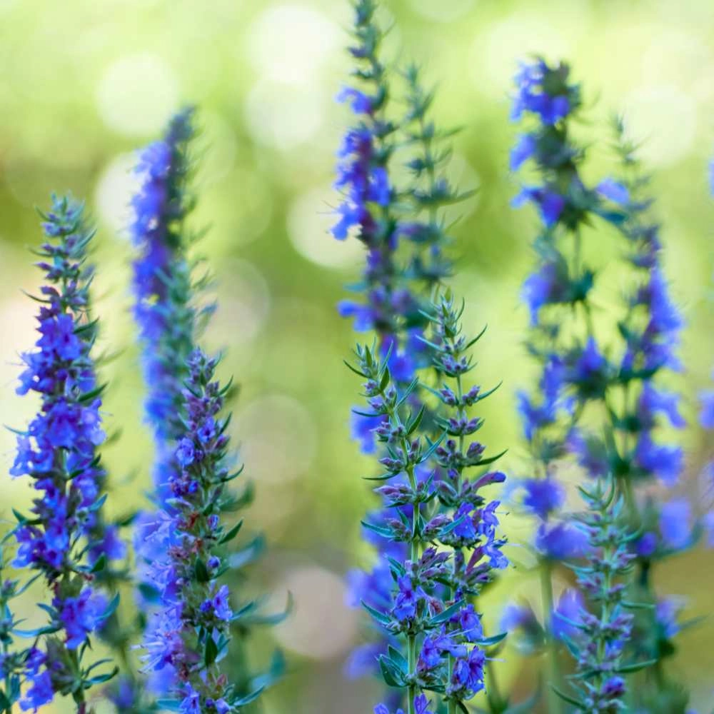 Hisopo / Floración azul - 100 semillas