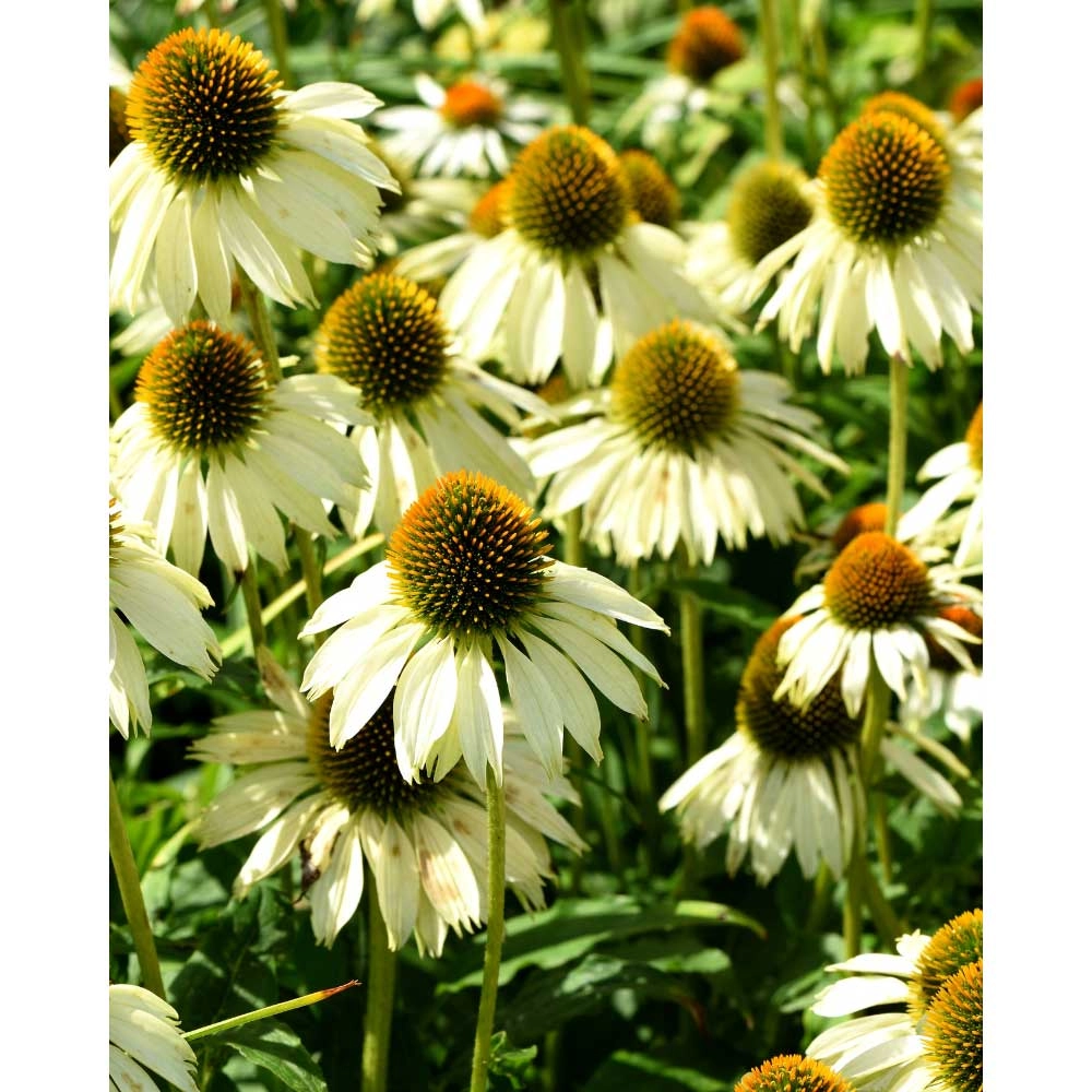 Echinacea / Primadonna® White - 3 plants in root ball