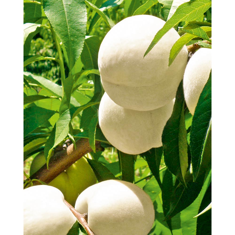 Weißer Pfirsich / Fruit Me® Icepeach - 1 Pflanze im Topf