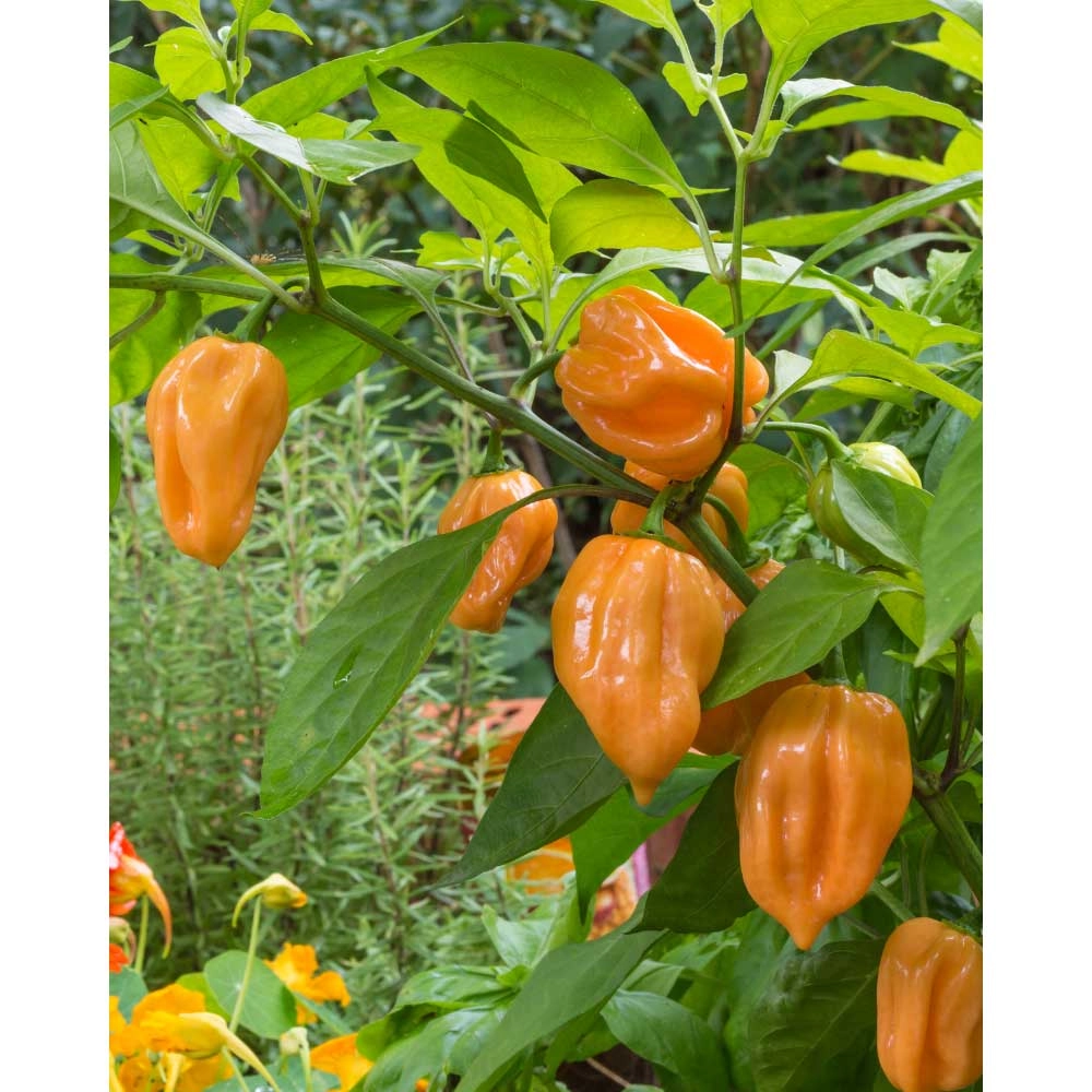 Chili / Habanero - Calita® Orange - 3 Pflanzen im Wurzelballen