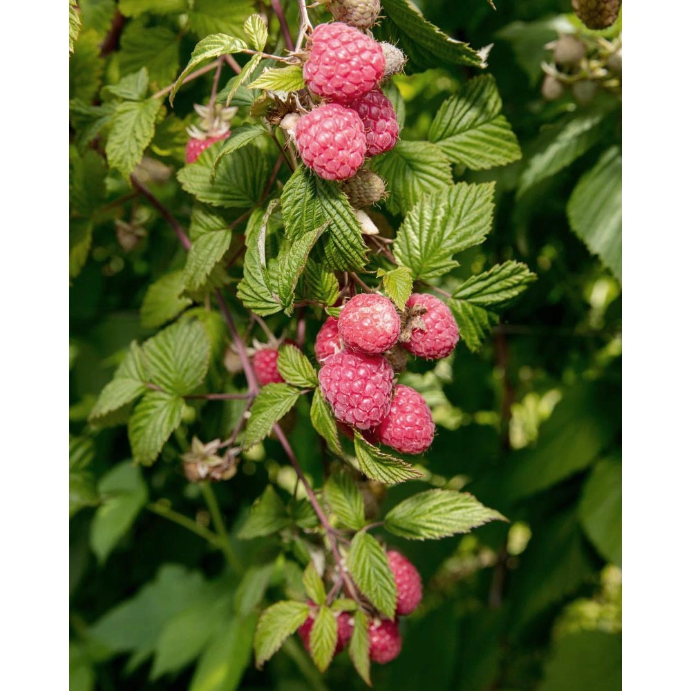 Aroma Raspberry / Summer Lovers® Garden Purple - 1 planta en maceta