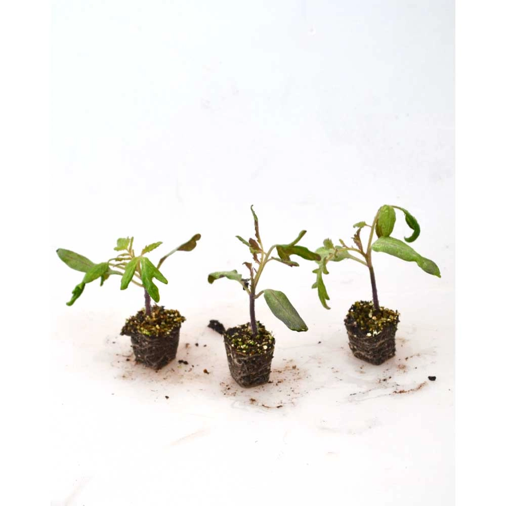 Fleischtomate / Ananas - 3 Pflanzen im Wurzelballen