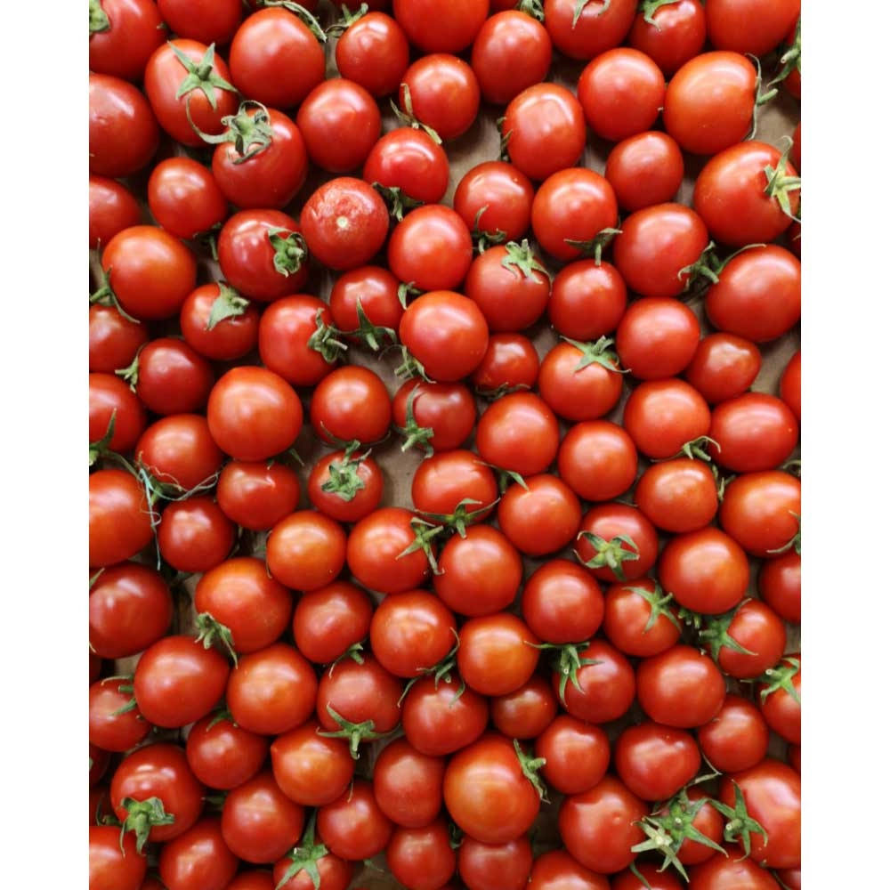 Pomidor balkonowy / Primabell® - 3 rośliny w bryle korzeniowej