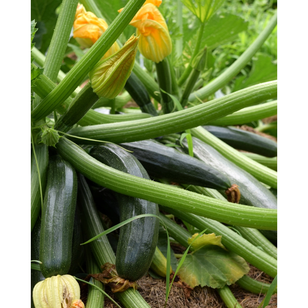 Zucchine / verde - 1 pianta come zolla XXL