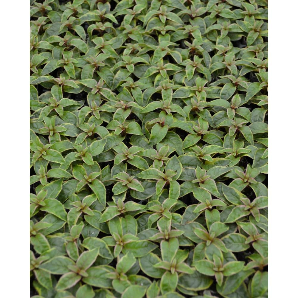 Fuchsia / Tom West - 3 plantas en cepellón