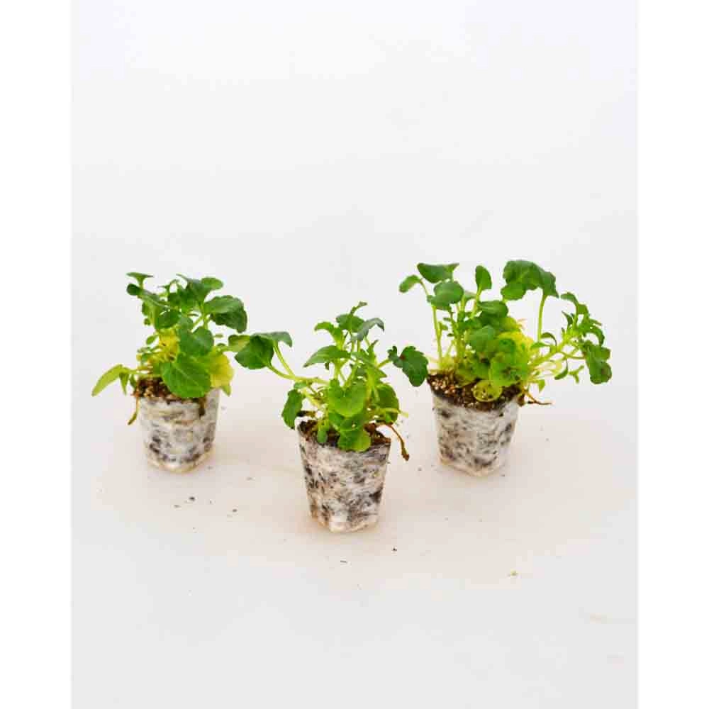Viola 4er Mix Pastel / Twix® F1 - 3 plants in root ball