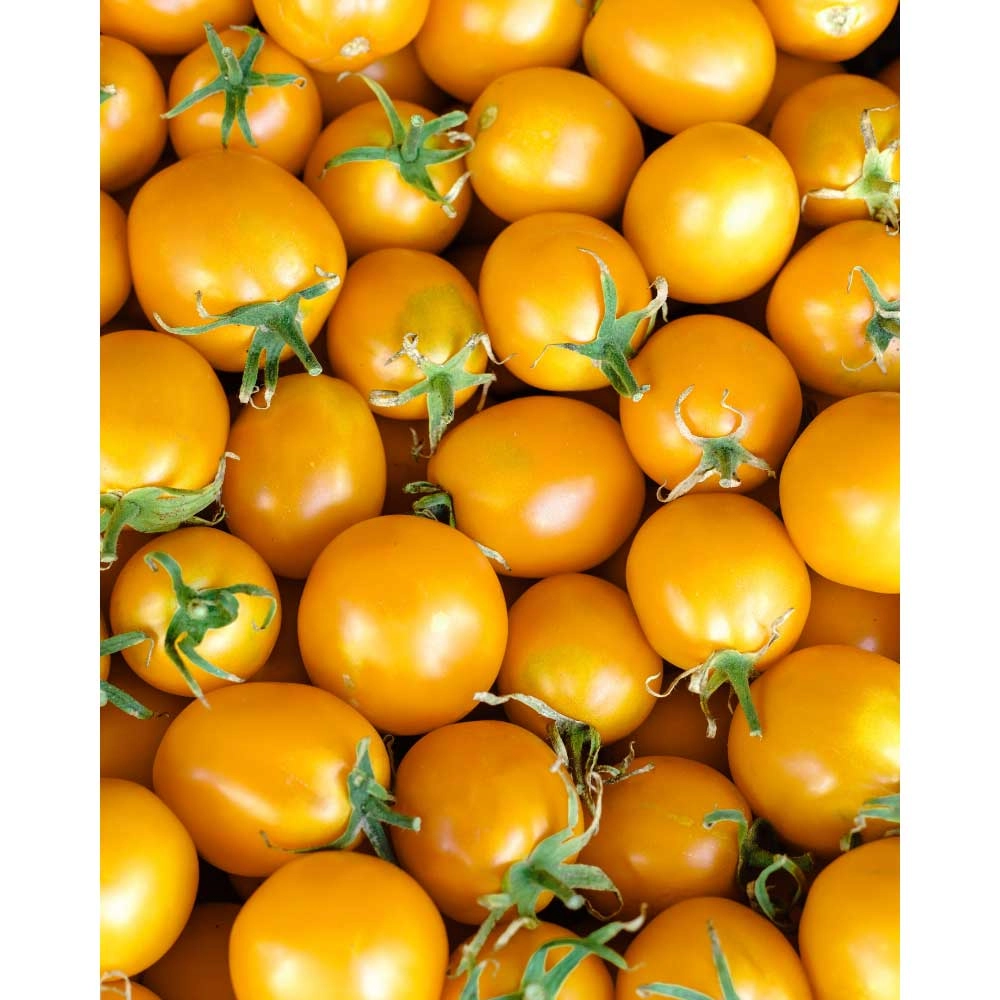 Pomidor balkonowy / Primagold® - 3 rośliny w bryle korzeniowej