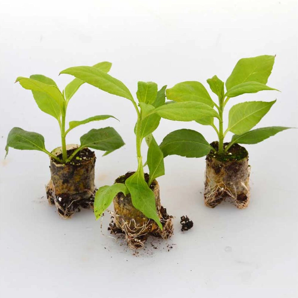 Topinambur / Papas® - 3 rośliny w bryle korzeniowej