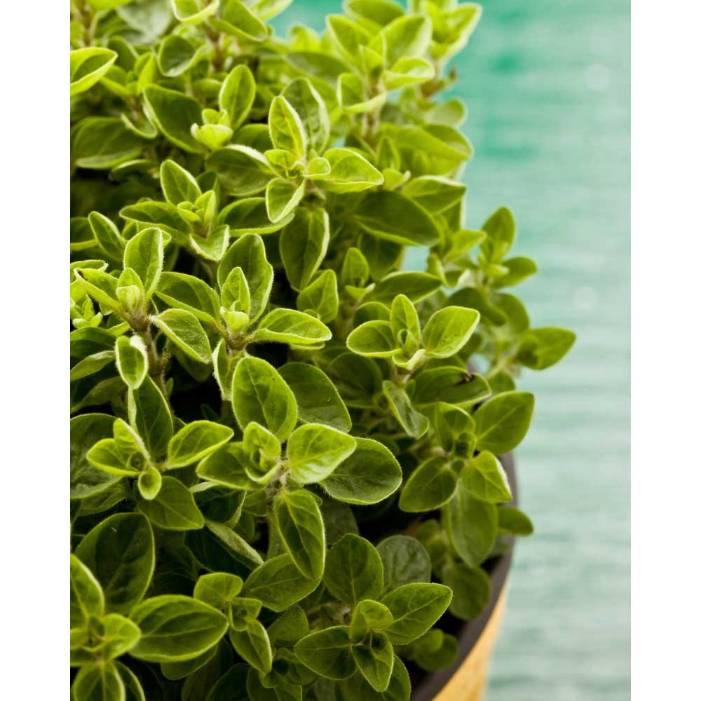 Oregano / Panta® - 3 rośliny w bryle korzeniowej