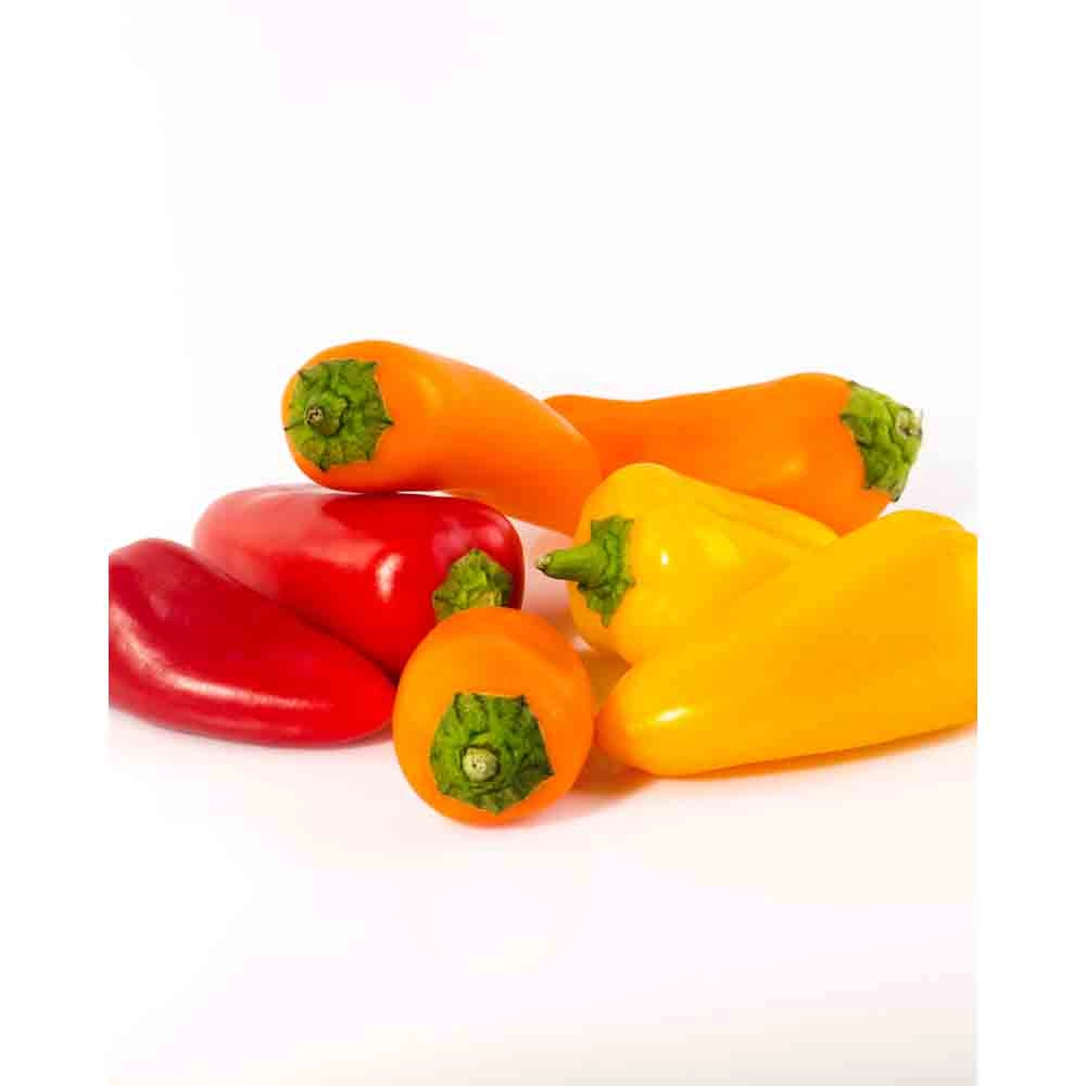 Paprika / Snack Yellow - Capsicum annuum - 3 Pflanzen im Wurzelballen