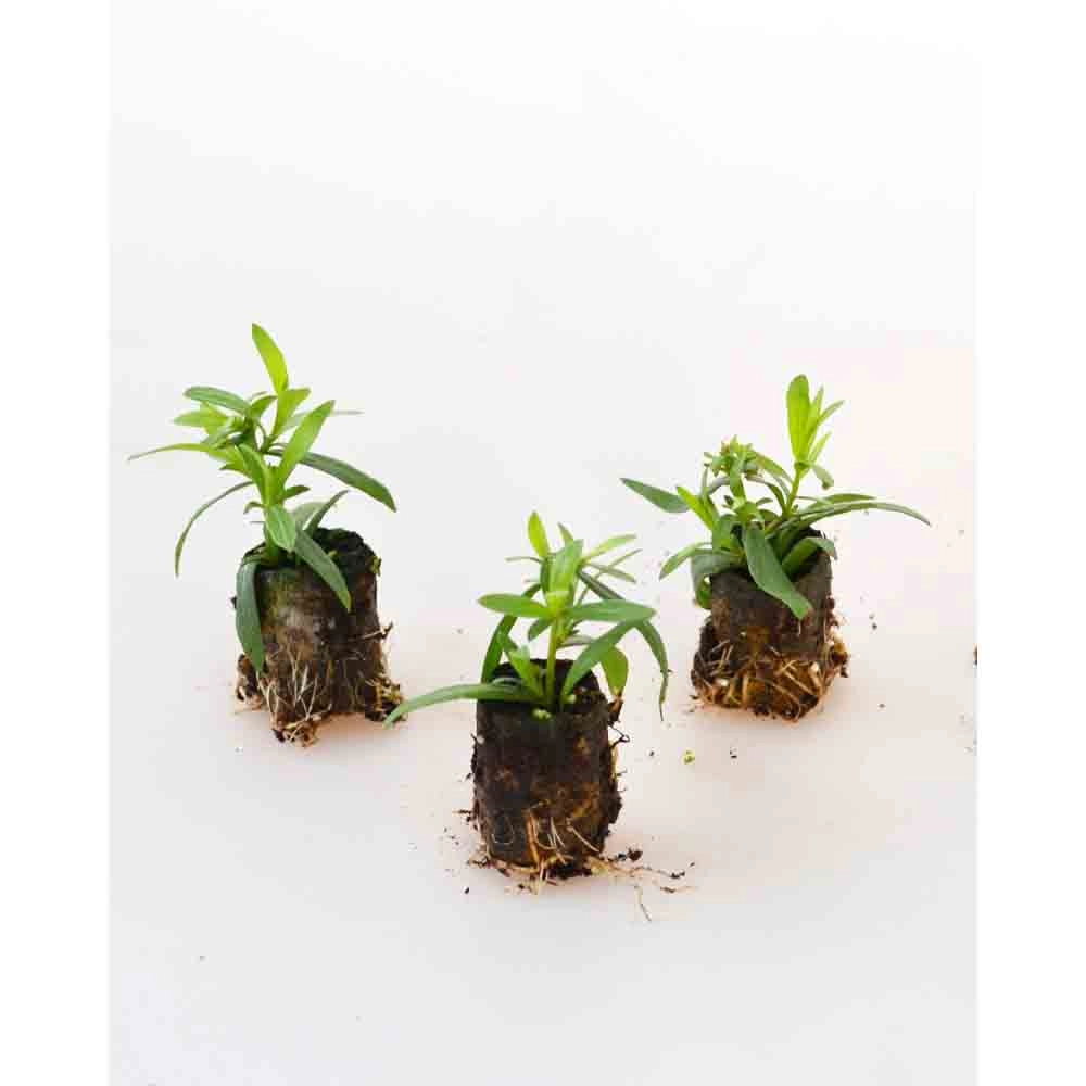 Estragón / Pimienta / Artemisia dracunculus - 3 plantas en cepellón