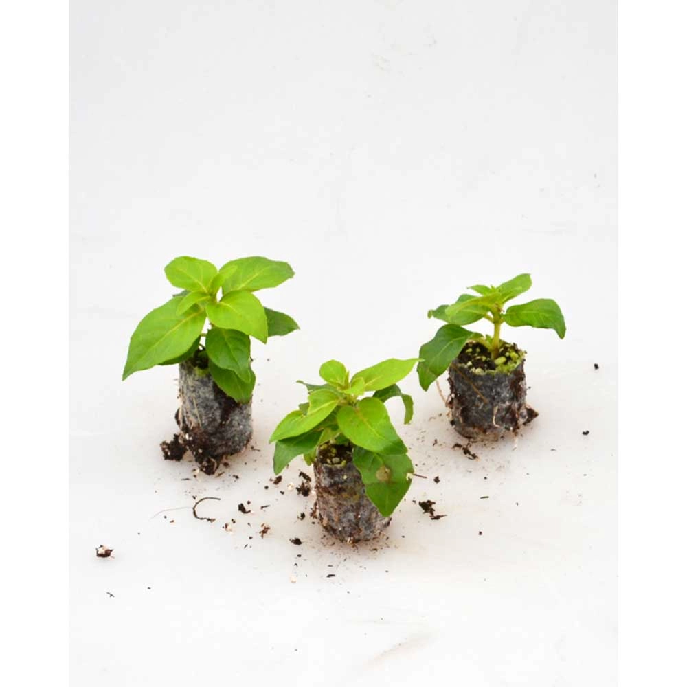 Fucsia / Cereza&#9416; - 3 plantas en cepellón