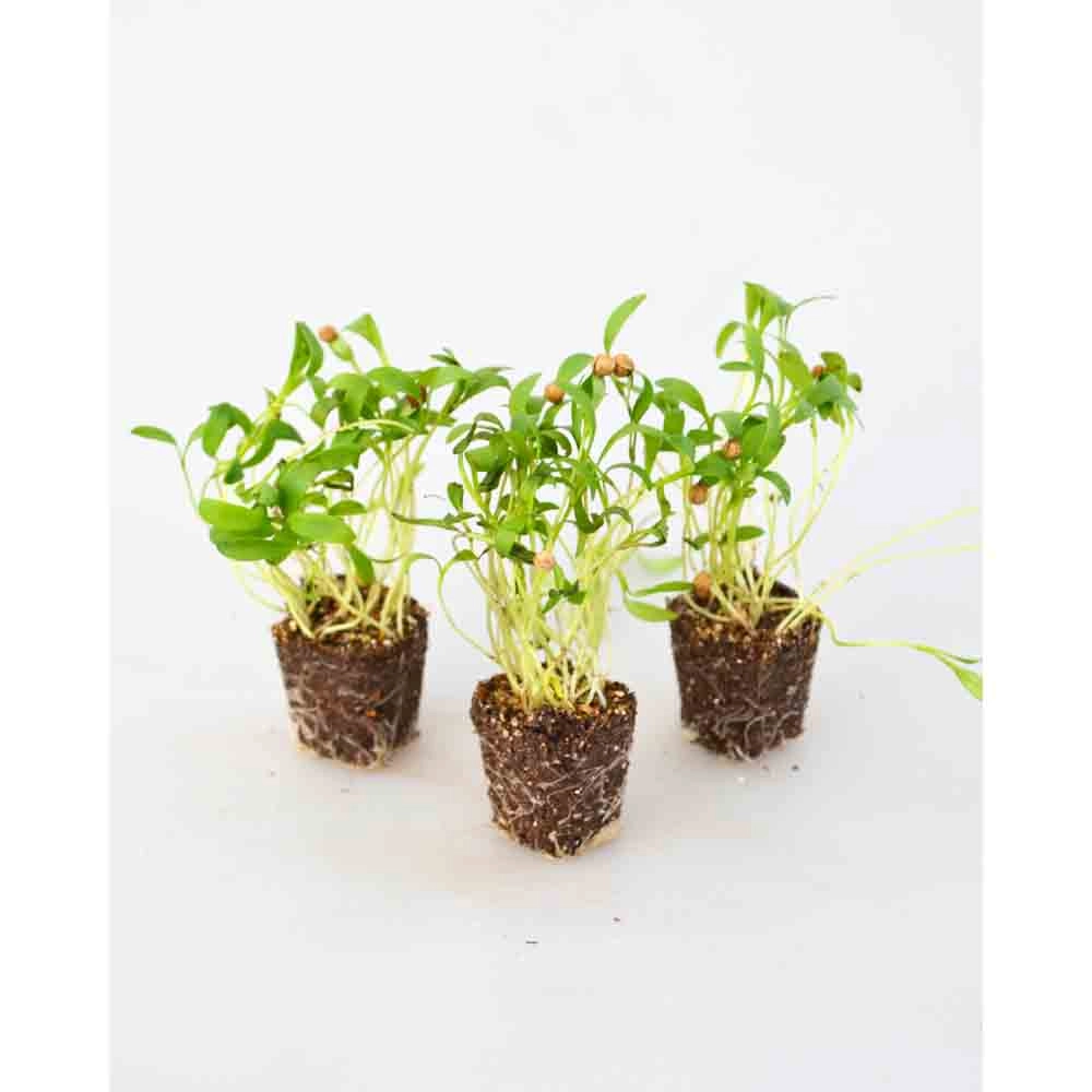 Kolendra / Caribe - Coriandrum sativum - 3 rośliny w bryle korzeniowej