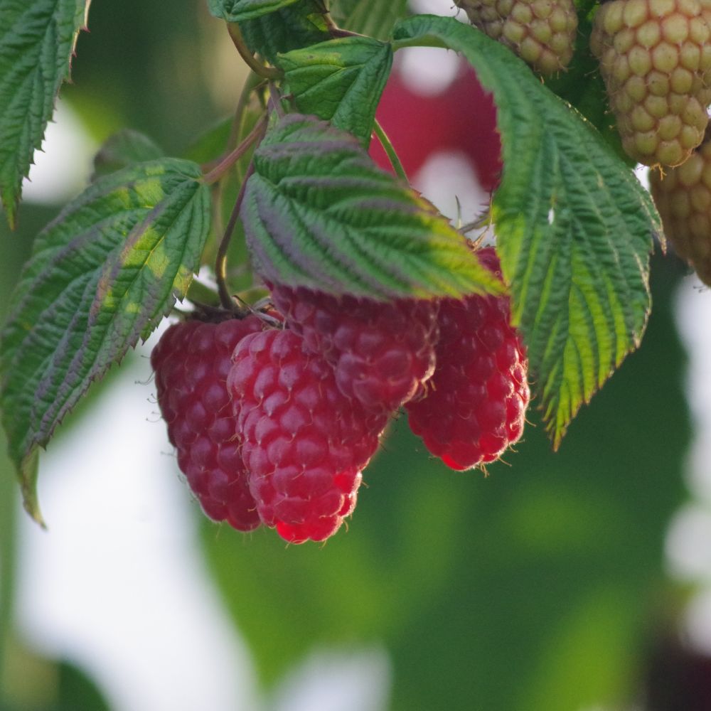 Red raspberry / Summer Lovers® Patio Red - 1 plant in XXL root ball