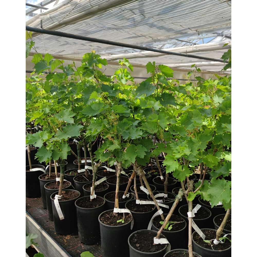 Tafeldruif / Muskat bleu® / Vitis vinifera ssp. vinifera - 1 plant in een pot