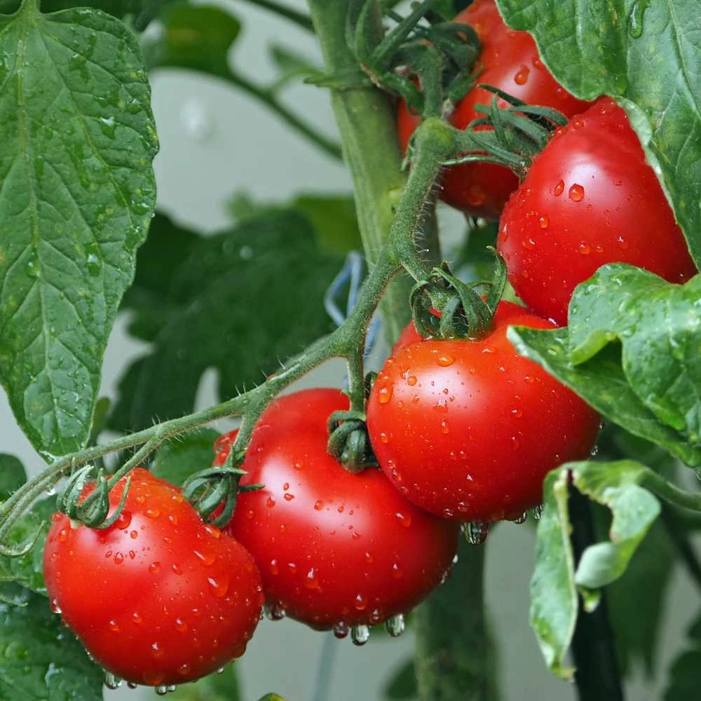 Pomodoro a cespuglio / Cappuccetto Rosso - 30 semi