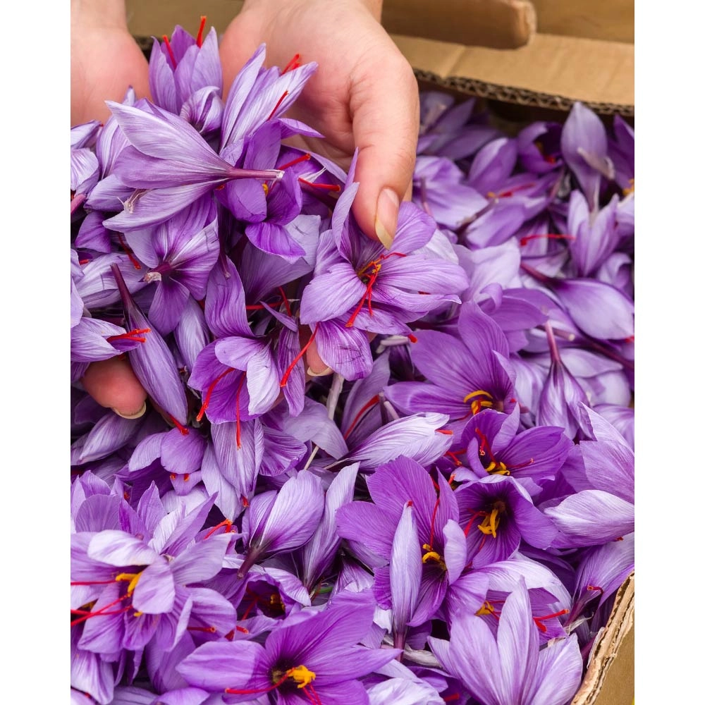 Safran / Crocus sativus - 1 plante en pot