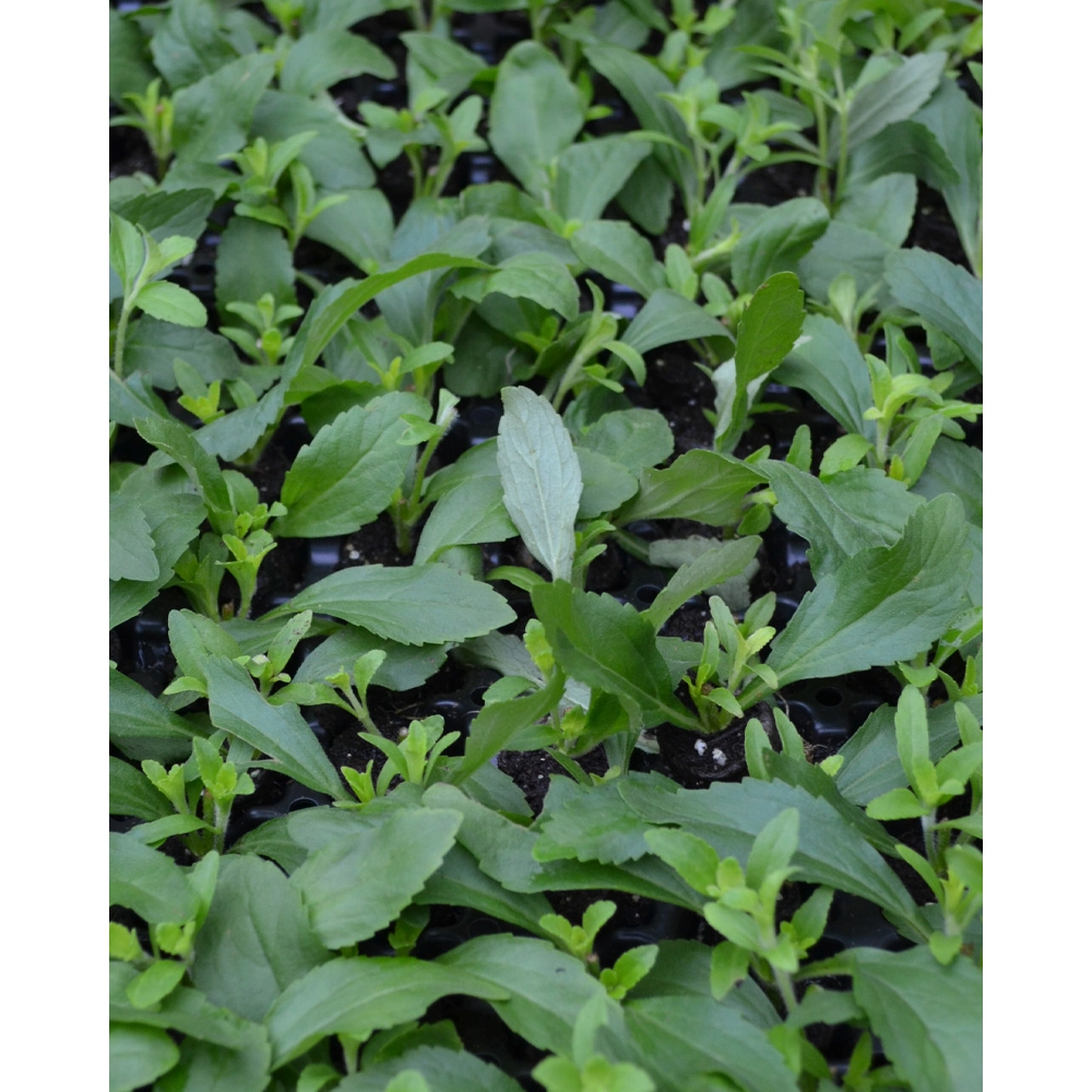 Stevia herbe douce / Sweety / Stevia rebaudiana - 3 plantes en motte