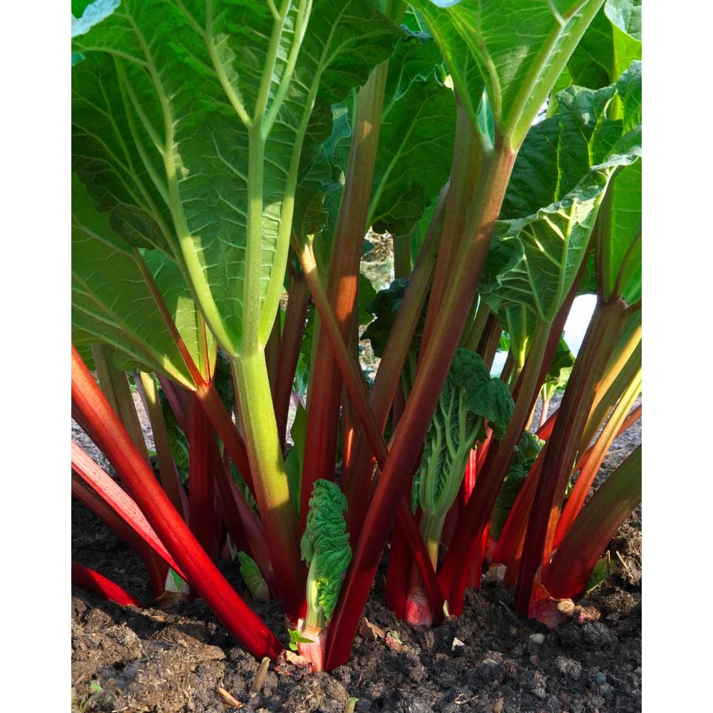 Rabarber Sanvitos® Summer / Rheum rhabarbarum - 1 plant in een pot