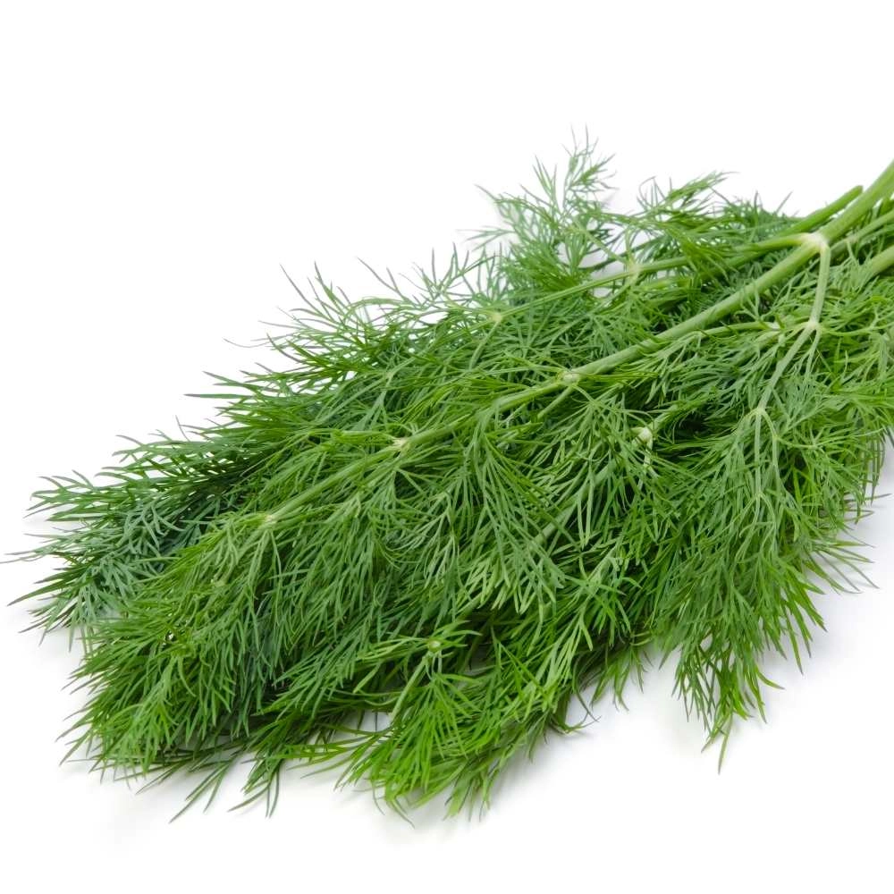 Dill / Leafy Rich - 100 seeds