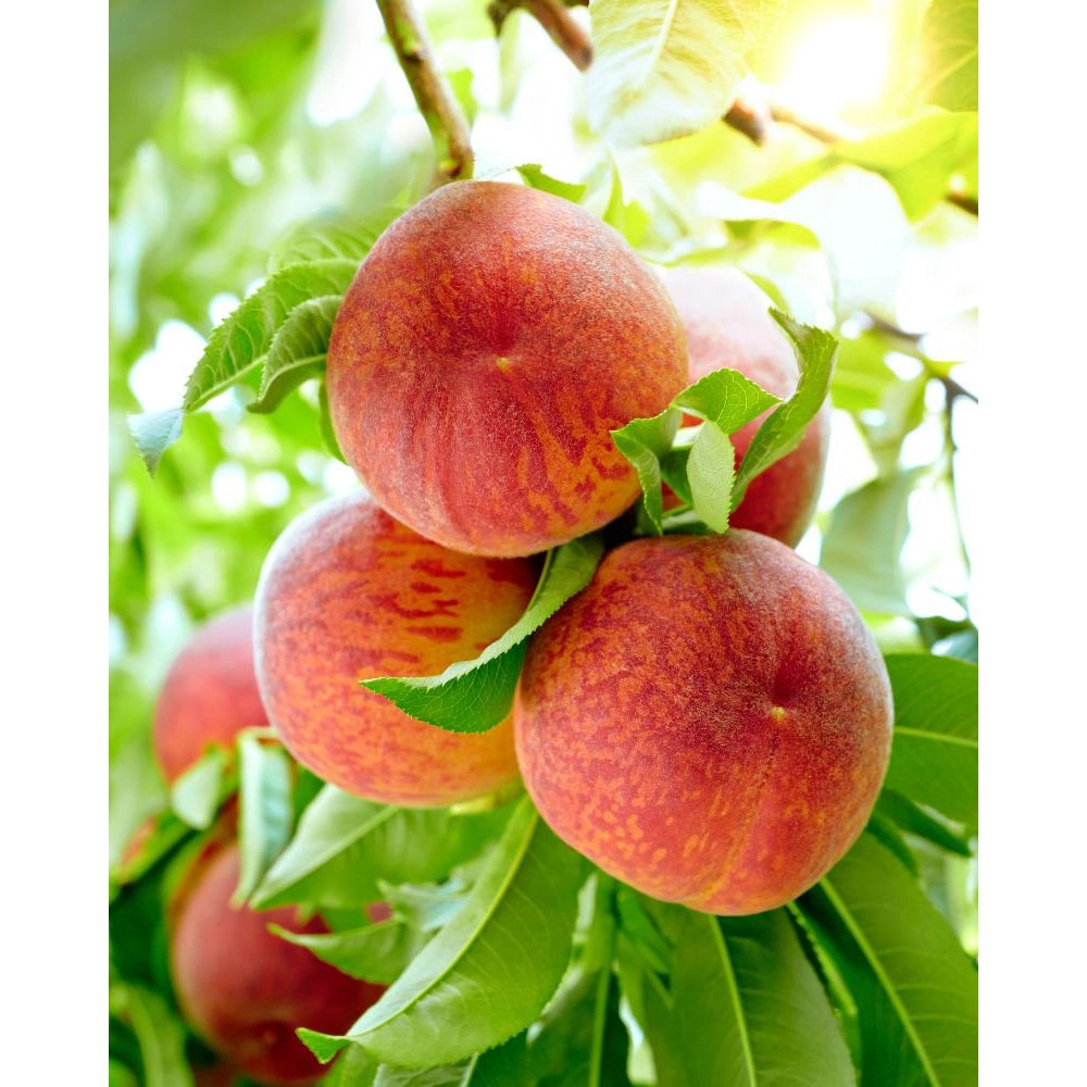 Nectarine de balcon / Fruit Me® Necta Me - 1 plante en pot