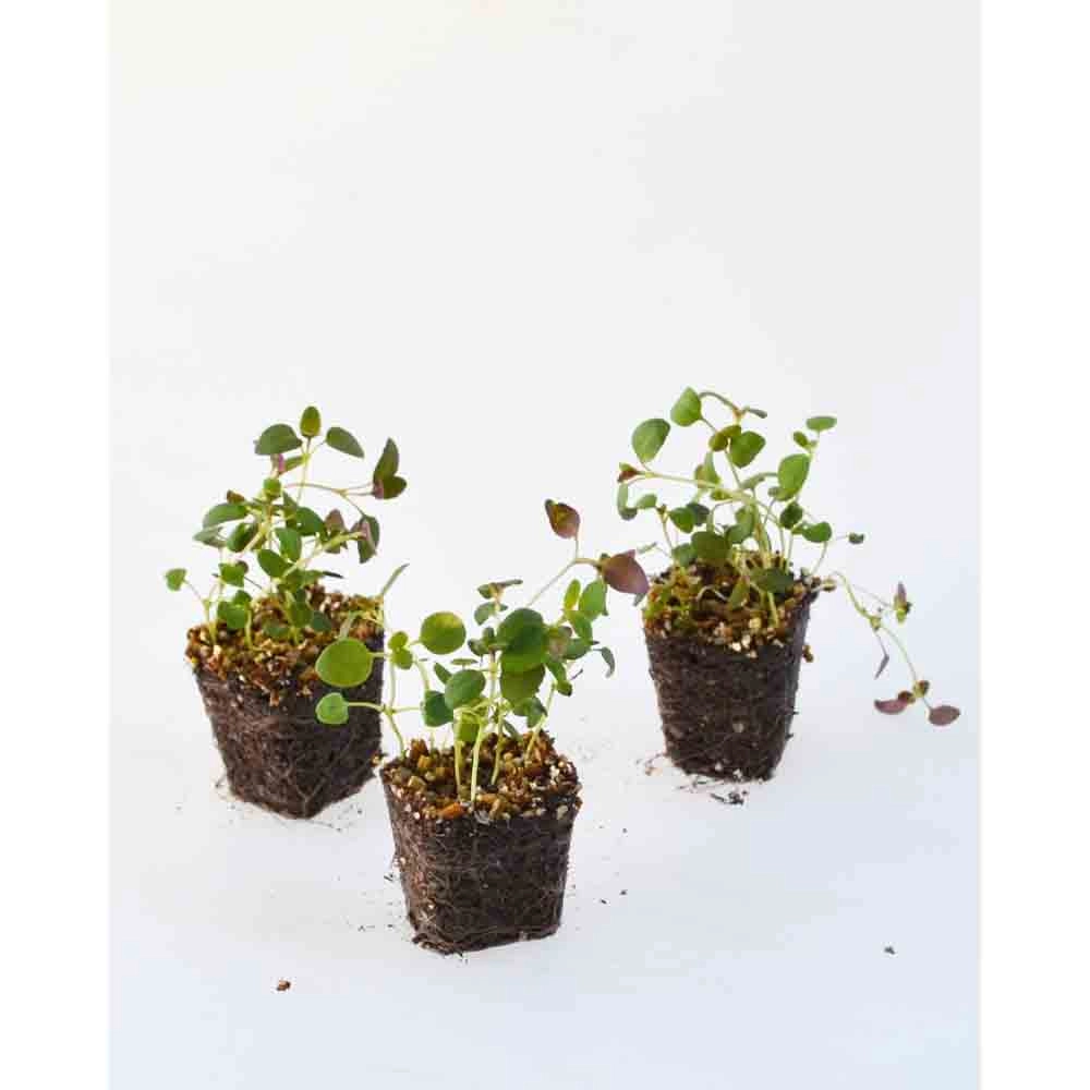 Tymianek / Tim - Thymus vulgaris - 3 rośliny w bryle korzeniowej