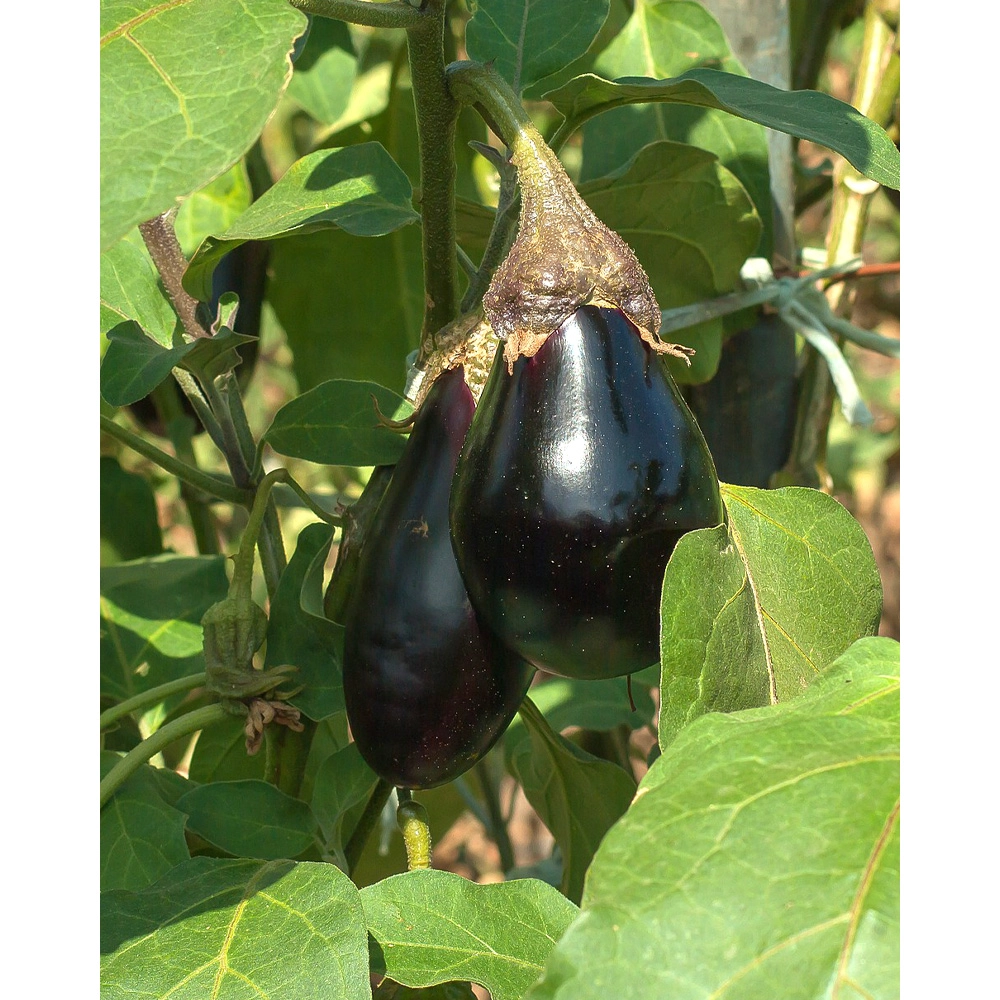 Eggplant / Black Beauty - 1 XXL root ball