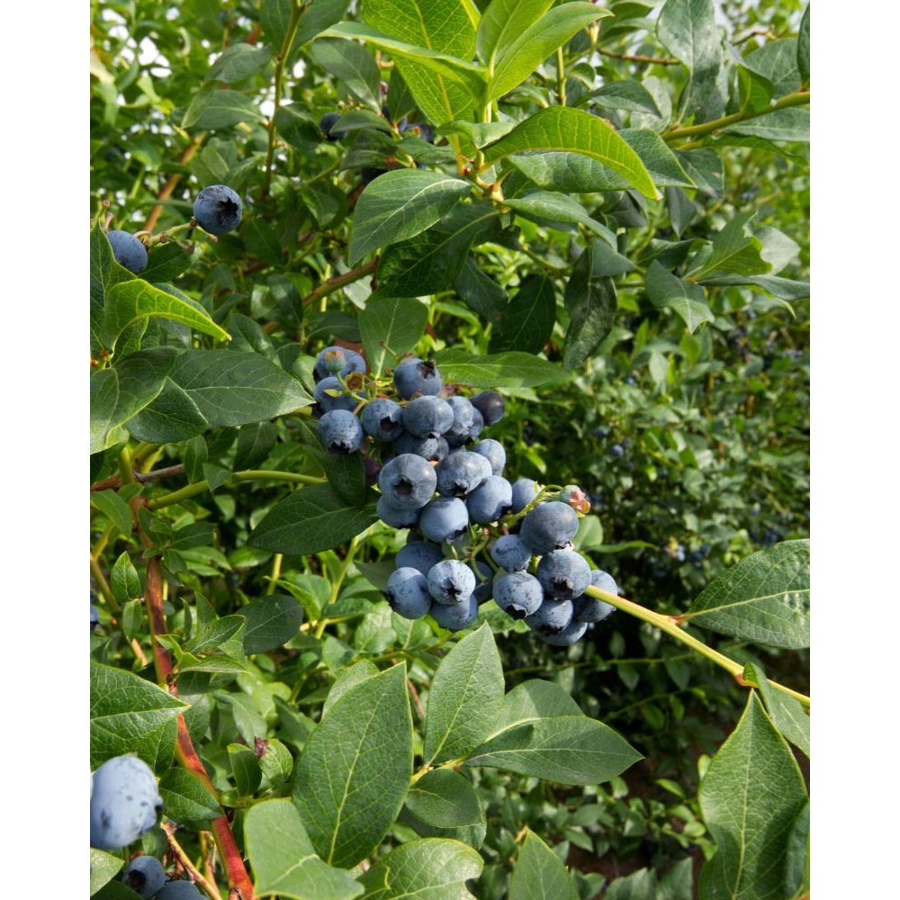 Vroege Bosbes / Colour Bells® Blauw - 1 plant in een pot