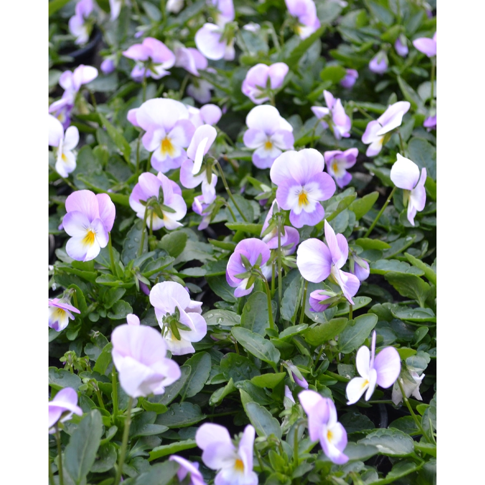 Pensée - Blanc-Rose / Viola - 1 plante en pot